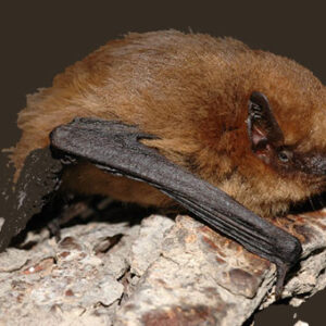 soprano pipistrelle bat