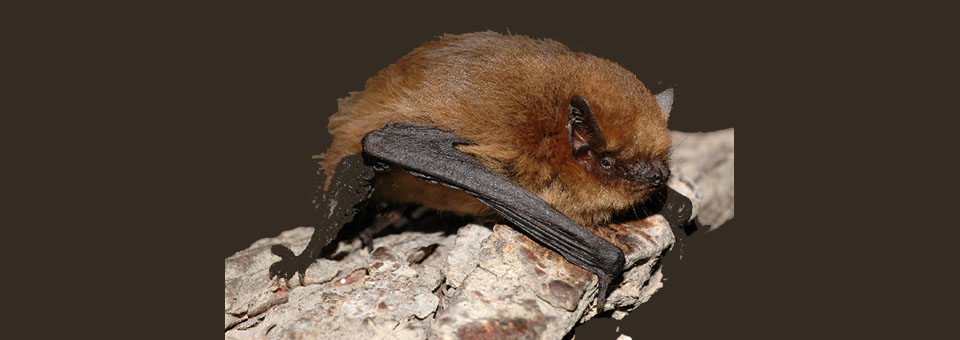 soprano pipistrelle bat